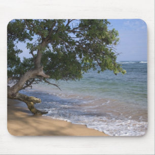 USA, Hawaii, Kauai, strand scenisk. RF) Musmatta