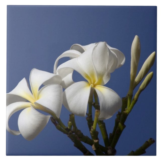 USA, Hawaii, Kauai, vit frangipani. Kakelplatta (Framsidan)