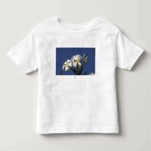 USA, Hawaii, Kauai, vit plumeria. Tee
