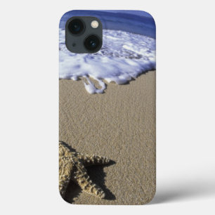 USA, Hawaii, Maui, Makena Beach, Sjöstjärna och