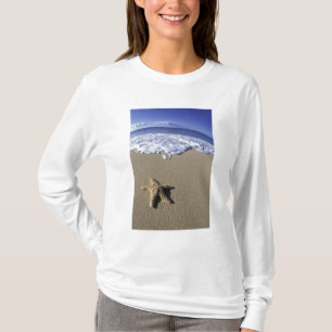 USA, Hawaii, Maui, Makena Beach, sjöstjärna och T Shirt
