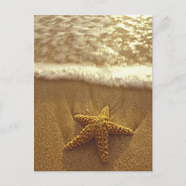 USA, Hawaii, Maui, Maui, Kihei, Starfish och Vykort (Framsida)