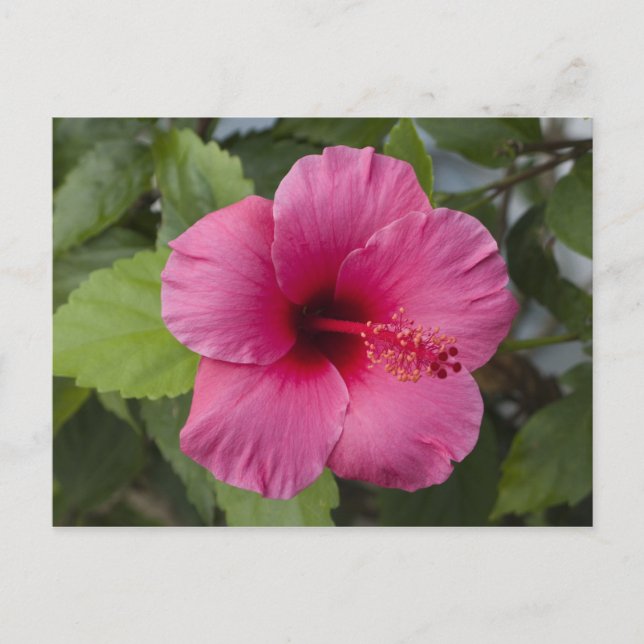 USA, Hawaii, Oahu. Hibiscus är de 2 Vykort (Framsida)