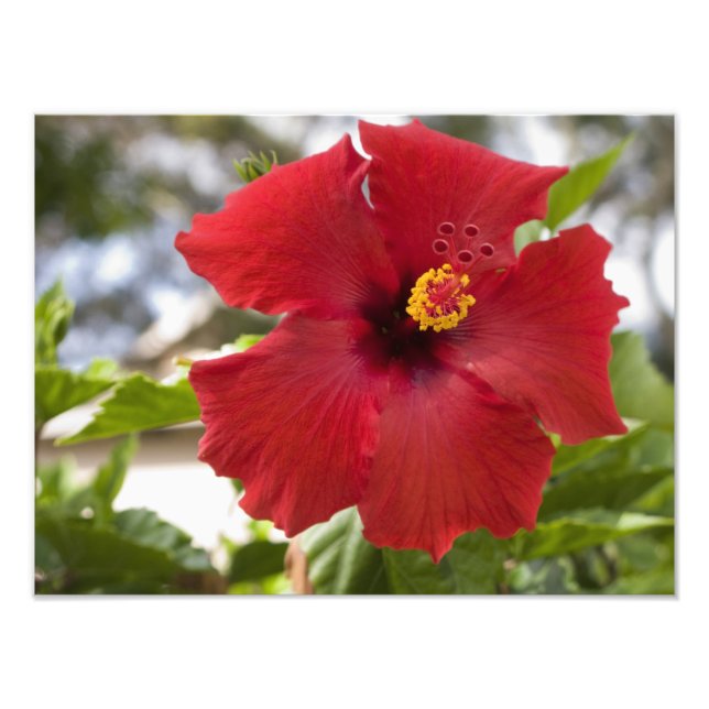 USA, Hawaii, Oahu. Hibiscus är Fototryck (Framsidan)