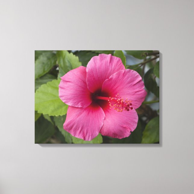 USA, Hawaii, Oahu. Hibiskus är den 2 Canvastryck (Framsida)