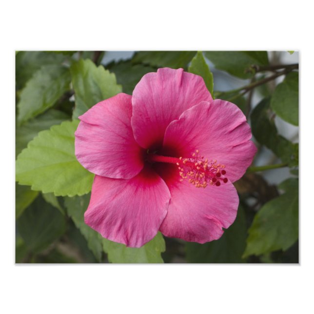 USA, Hawaii, Oahu. Hibiskus är den 2 Fototryck (Framsidan)