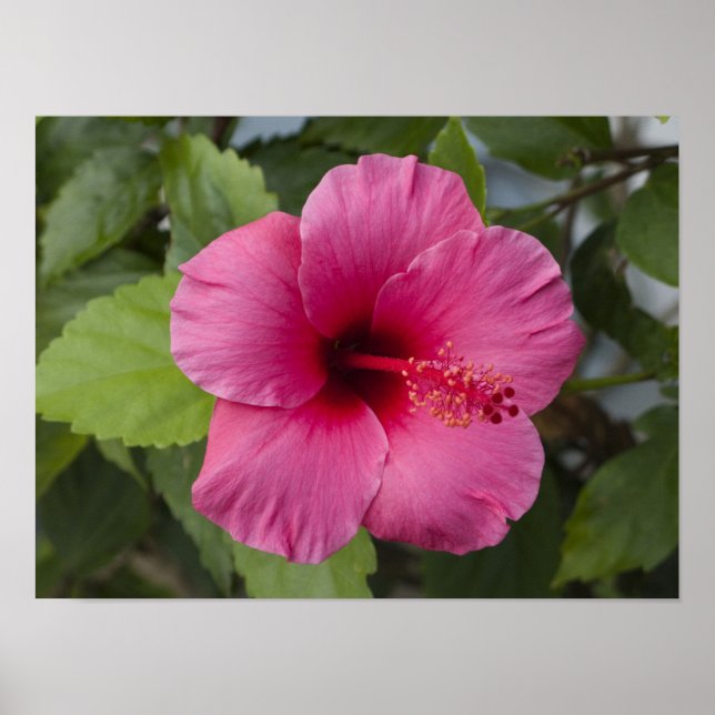 USA, Hawaii, Oahu. Hibiskus är den 2 Poster (Framsidan)