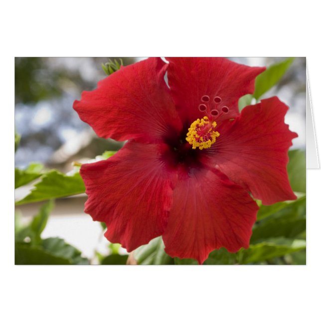 USA, Hawaii, Oahu. Hibiskus är den Hälsningskort (Framsidan Horizontal)