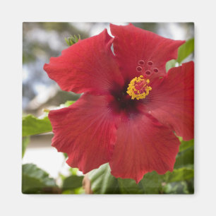 USA, Hawaii, Oahu. Hibiskus är den Magnet