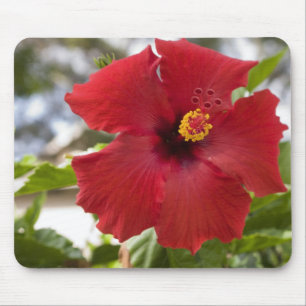 USA, Hawaii, Oahu. Hibiskus är den Musmatta