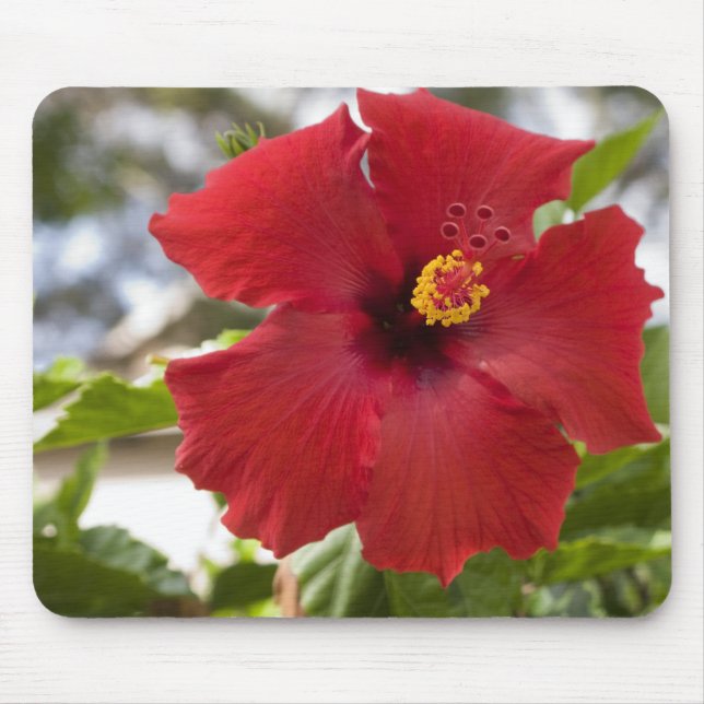 USA, Hawaii, Oahu. Hibiskus är den Musmatta (Framsidan)