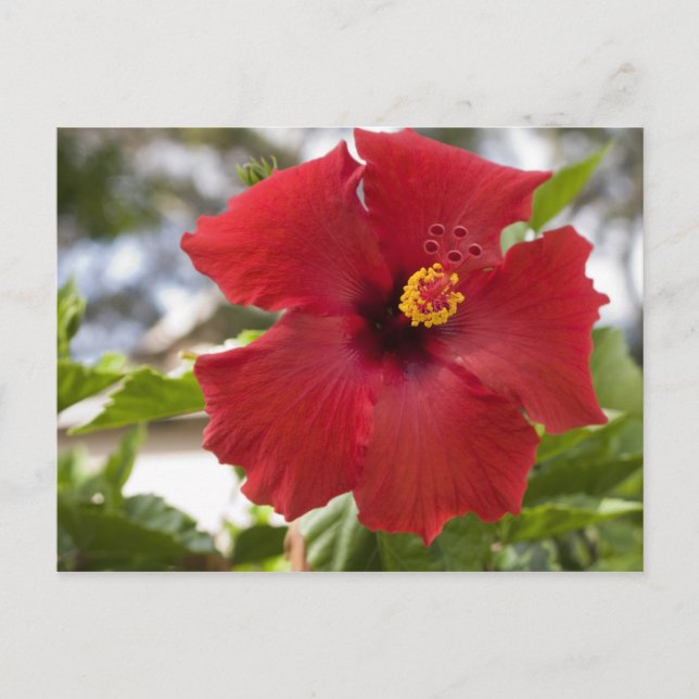 USA, Hawaii, Oahu. Hibiskus är den Vykort (Framsida)