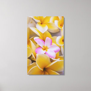 USA, Hawaii, Oahu, Plumeria blommor i blom 1 Canvastryck