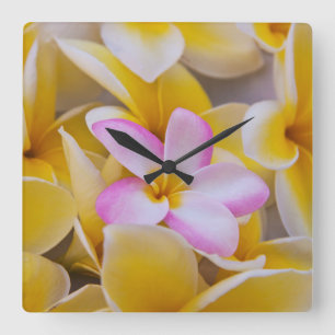 USA, Hawaii, Oahu, Plumeria blommor i blom 1 Fyrkantig Klocka