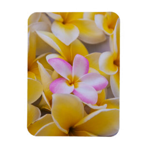 USA, Hawaii, Oahu, Plumeria blommor i blom 1 Magnet