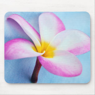 USA, Hawaii, Oahu, Plumeria blommor i blom 2 Musmatta