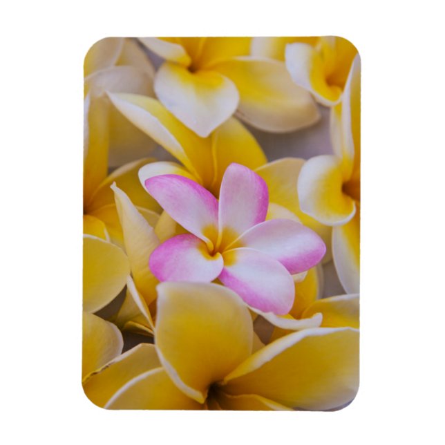 USA, Hawaii, Oahu, Plumeria blommor i blomma 1 Magnet (Vertikal)