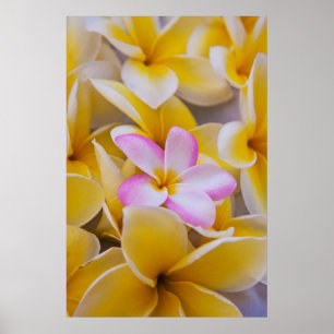USA, Hawaii, Oahu, Plumeria blommor i blomma 1 Poster