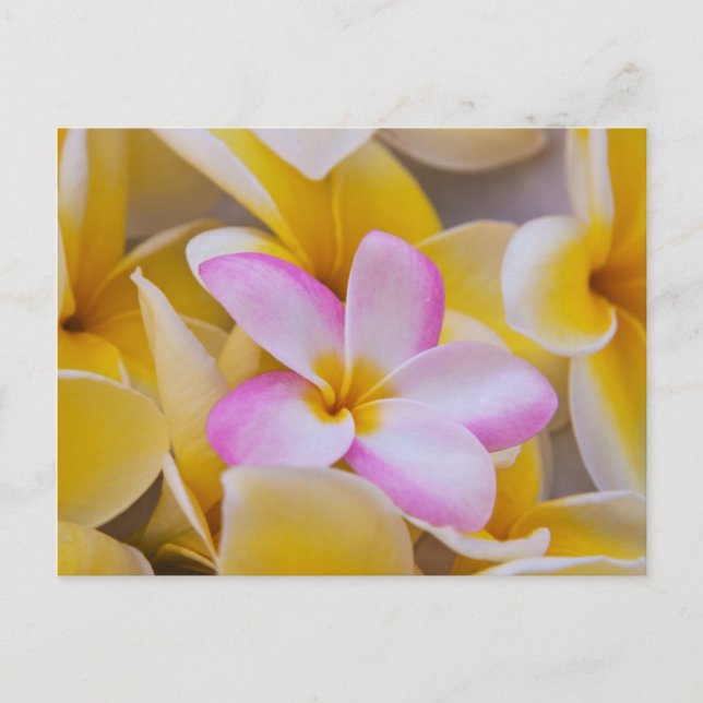 USA, Hawaii, Oahu, Plumeria blommor i blomma 1 Vykort (Framsida)