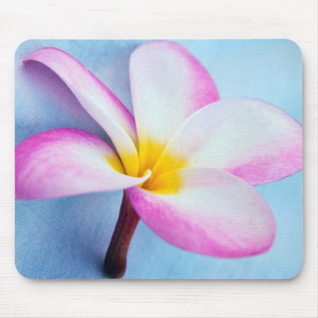 USA, Hawaii, Oahu, Plumeria blommor i blomman 2 Musmatta (Framsidan)