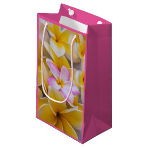 USA, Hawaii, Oahu, Plumeria blommor i blomning 1
