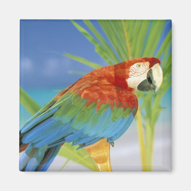 USA, Hawaii. Papegoja Magnet (Framsidan)