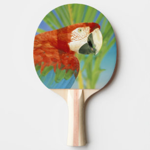 USA, Hawaii. Papegoja Pingisracket