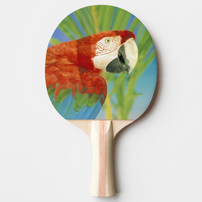 USA, Hawaii. Papegoja Pingisracket (Framsidan)