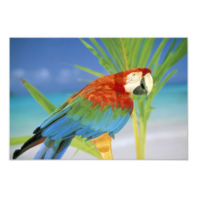 USA, Hawaii. Parrot Fototryck (Framsidan)