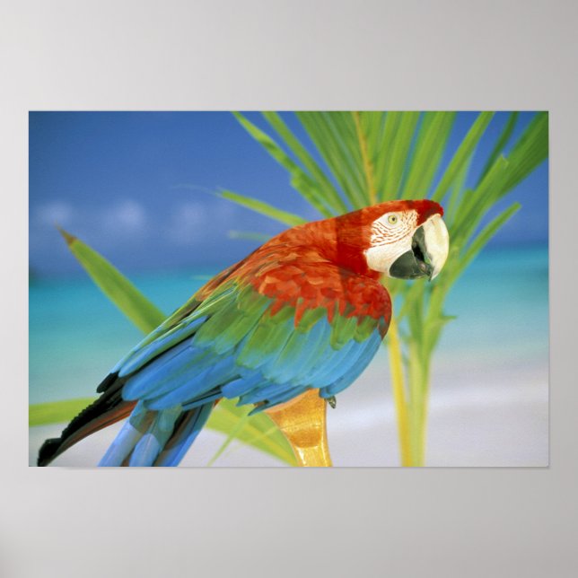 USA, Hawaii. Parrot Poster (Framsidan)