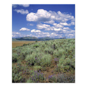 USA, Idaho, Camas Co. Malört och lupin Fototryck