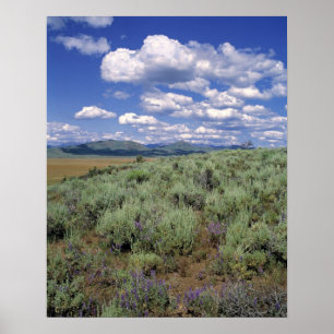 USA, Idaho, Camas Co. Sagebrush och lupine Poster