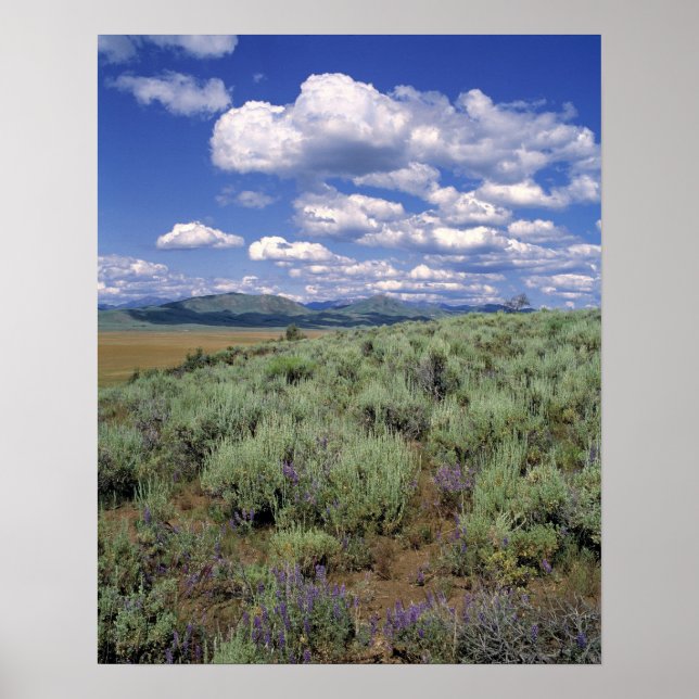USA, Idaho, Camas Co. Sagebrush och lupine Poster (Framsidan)