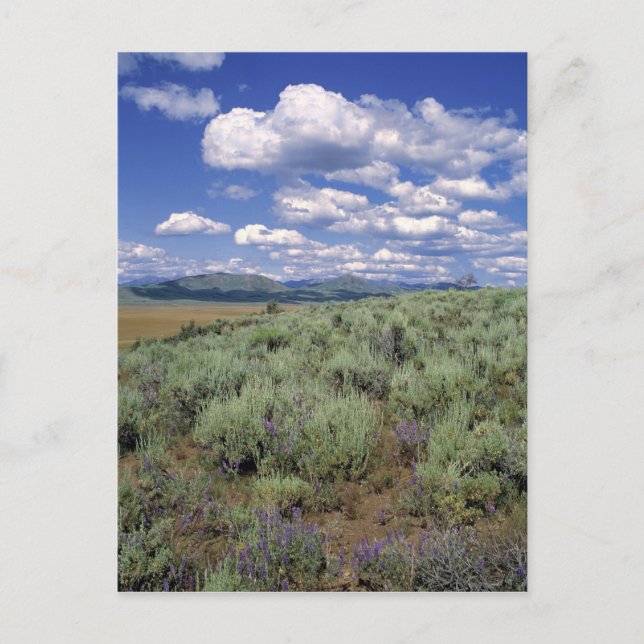USA, Idaho, Camas Co. Sagebrush och lupine Vykort (Framsida)