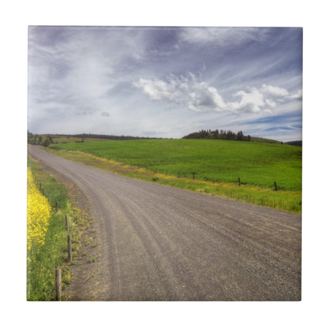 USA, Idaho, Idaho County, Rapsfält Kakelplatta (Framsidan)