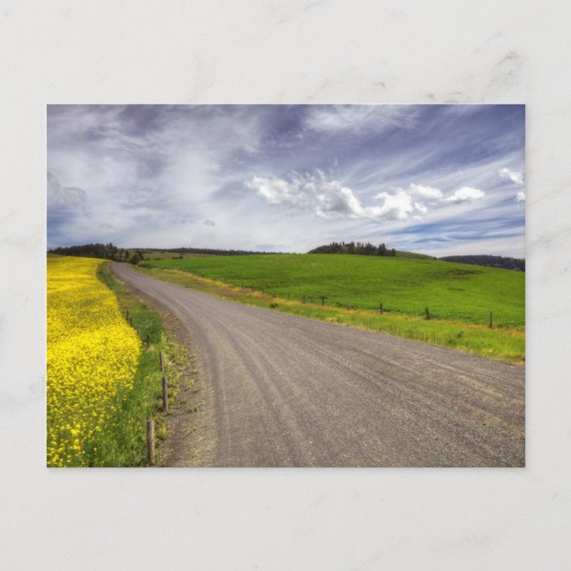 USA, Idaho, Idaho County, Rapsfält Vykort (Framsida)