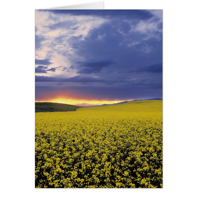 USA, Idaho, Svan Valley. Ett eländigt solnedfall Hälsningskort (Framsidan)