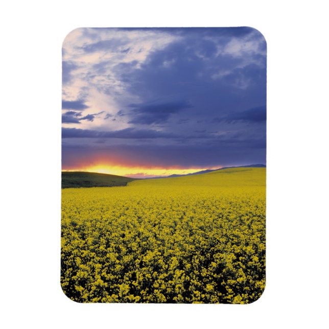 USA, Idaho, Svan Valley. Ett eländigt solnedfall Magnet (Vertikal)