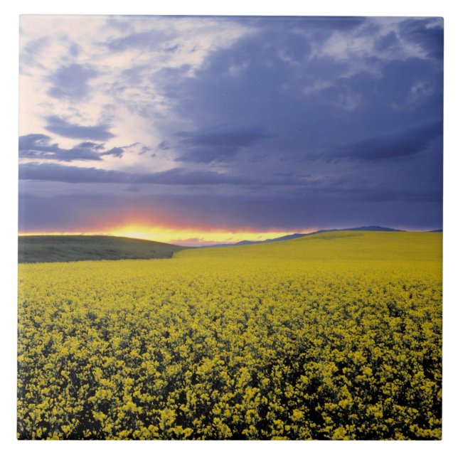 USA, Idaho, Svan Valley. Ett eländigt solnedgång b Kakelplatta (Framsidan)