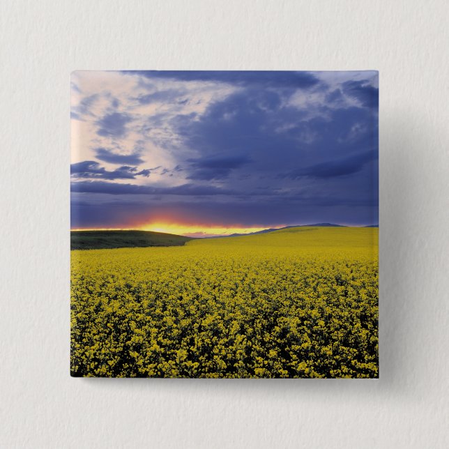 USA, Idaho, Svan Valley. Ett eländigt solnedgång b Knapp (Framsida)