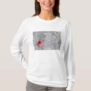 USA, Indiana, Indianapolis. En han kardinal T-shirt