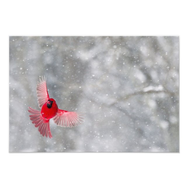 USA, Indiana, Indianapolis. En manlig kardinal Fototryck (Framsidan)