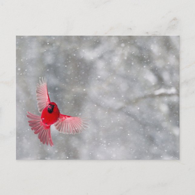 USA, Indiana, Indianapolis. En manlig kardinal Vykort (Framsida)