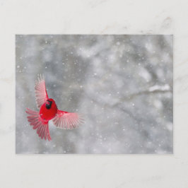 USA, Indiana, Indianapolis. En manlig kardinal Vykort