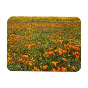 USA, Kalifornien, Antelope Valley Kalifornien Magnet