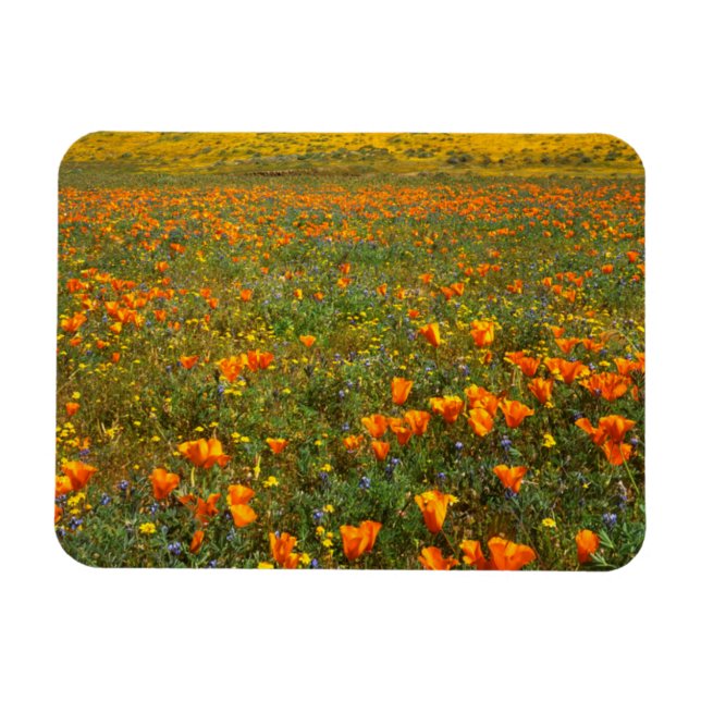 USA, Kalifornien, Antelope Valley Kalifornien Magnet (Horisontell)