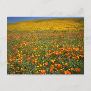 USA, Kalifornien, Antelope Valley Kalifornien Vykort