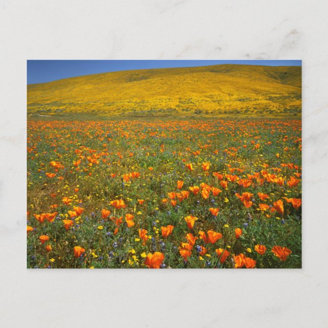 USA, Kalifornien, Antelope Valley Kalifornien Vykort (Framsida)