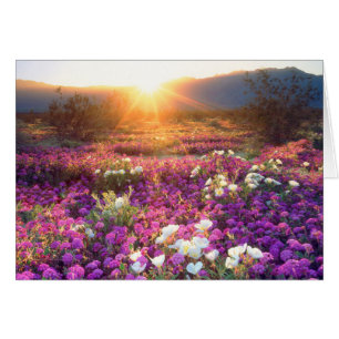 USA, Kalifornien, Anza-Borrego Desert State Park. Hälsningskort