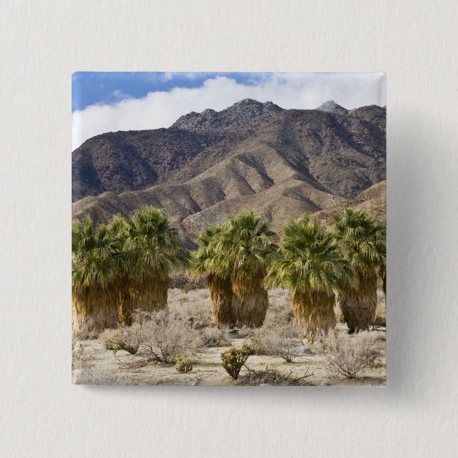 USA, Kalifornien, Anza-Borrego Desert State Park. Knapp (Framsida)